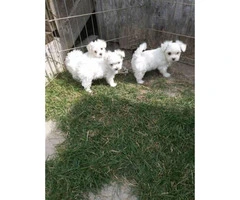 Purebred Maltese puppies - family dogs - 7