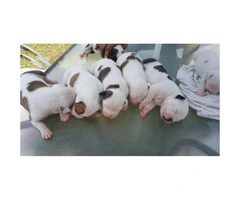 American bulldog puppies for sale - 4 beautiful females left - 1