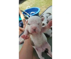 American bulldog puppies for sale - 4 beautiful females left - 4