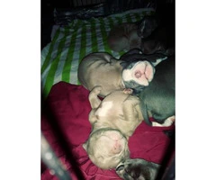 Purebred American Staffordshire bull terrier puppies