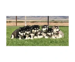 4 beautiful CKC registered Alaskan Malamute puppies