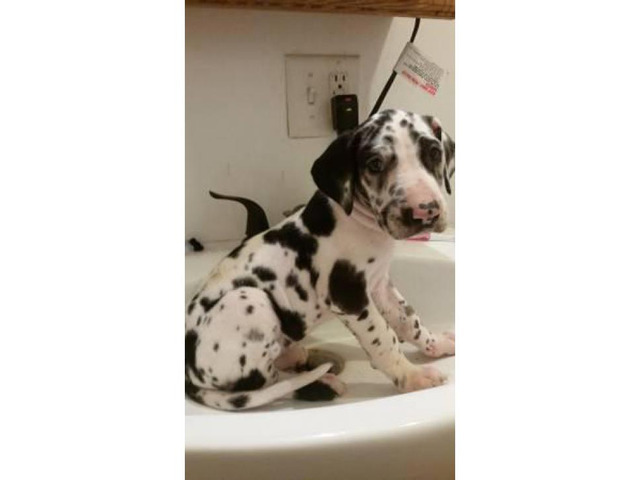 AKC Great Dane puppies available now in Richmond, Indiana ...