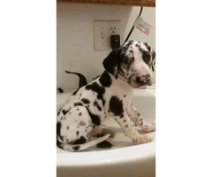 AKC Great Dane puppies available now - 3
