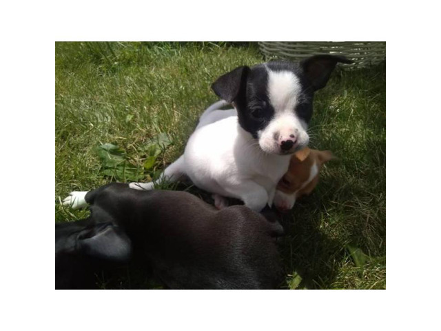 Apple head Chihuahua for Sale in Fort Wayne, Indiana