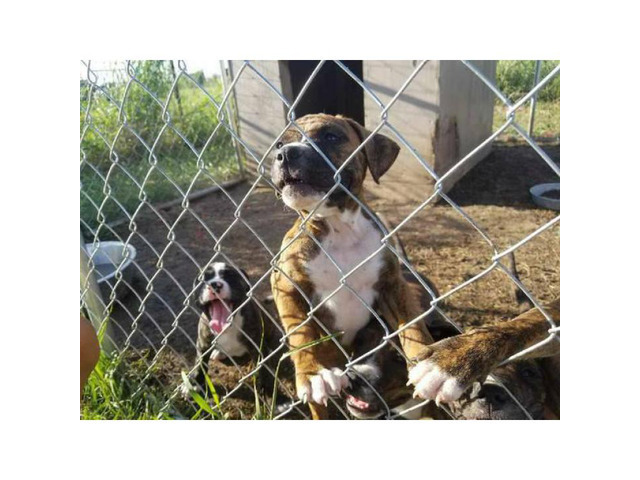 Bulldogs for sale in louisiana 