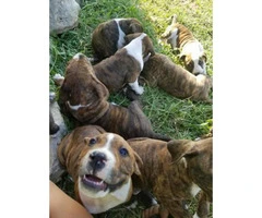 9 week old Bull Mastiff Bulldogs mixed Pups