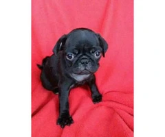 4 Pug puppies for rehoming