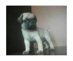 4 Pug puppies for rehoming - 3