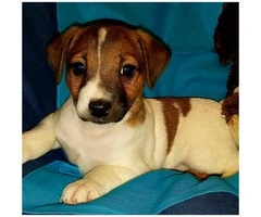 SCOOBY-Purebred Jack Russell Male Puppy