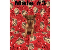 8 weeks old Miniature Pinscher male & female puppies ready for loving homes - 2