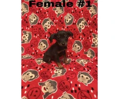 8 weeks old Miniature Pinscher male & female puppies ready for loving homes - 3