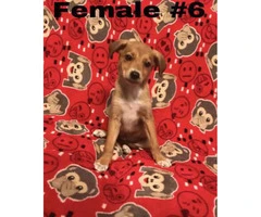 8 weeks old Miniature Pinscher male & female puppies ready for loving homes - 4