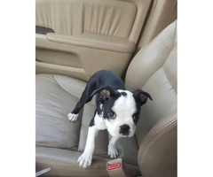 3 month old Male Boston terrier puppy