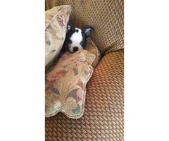 3 month old Male Boston terrier puppy - 2