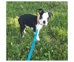 3 month old Male Boston terrier puppy - 3