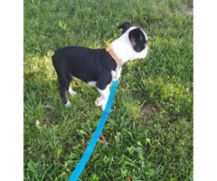 3 month old Male Boston terrier puppy - 4