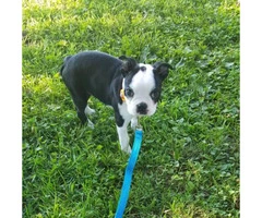 3 month old Male Boston terrier puppy - 5