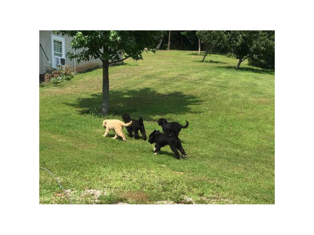 Pyredoodle for Sale in Athens, Ohio - Puppies for Sale Near Me