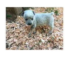 Heeler puppies trying to find excellent family farm homes.