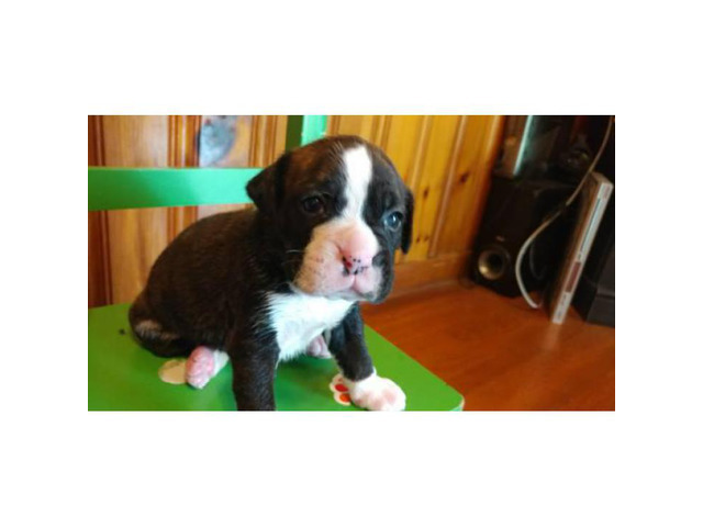 Akc brindle boxer puppies for sale in Knoxville, Tennessee