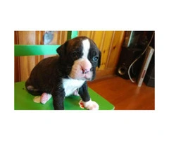Akc brindle boxer puppies for sale