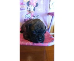 Akc brindle boxer puppies for sale - 2
