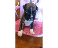 Akc brindle boxer puppies for sale - 3
