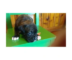 Akc brindle boxer puppies for sale - 4