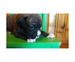 Akc brindle boxer puppies for sale - 5