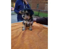 Morkie for sale  1 female available Ready for their forever home - 8