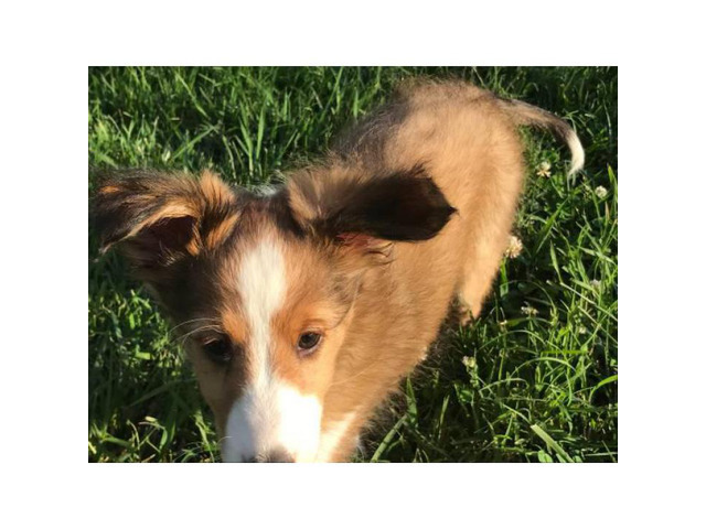 Sheltie dogs for sale in , Delaware - Puppies for Sale Near Me