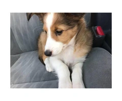 Sheltie dogs for sale - 2