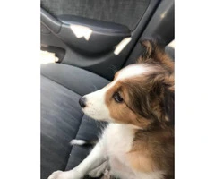 Sheltie dogs for sale - 3