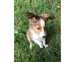 Sheltie dogs for sale - 4