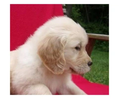 12 weeks old Golden Retriever puppies for adoption - 3