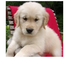 12 weeks old Golden Retriever puppies for adoption - 4