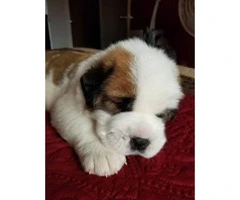 Saint Bernard puppies up for adoption - 2