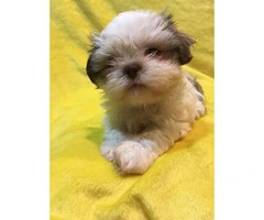 5 Pure Breed Shih tzu Puppies available