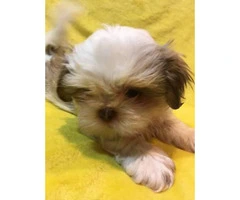 5 Pure Breed Shih tzu Puppies available - 2