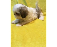 5 Pure Breed Shih tzu Puppies available - 3