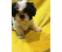 5 Pure Breed Shih tzu Puppies available - 4