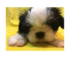 5 Pure Breed Shih tzu Puppies available - 5