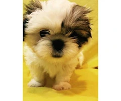 5 Pure Breed Shih tzu Puppies available - 6