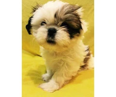 5 Pure Breed Shih tzu Puppies available - 7