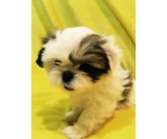 5 Pure Breed Shih tzu Puppies available - 8