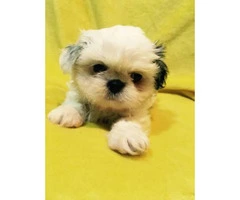 5 Pure Breed Shih tzu Puppies available - 9