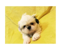 5 Pure Breed Shih tzu Puppies available - 10
