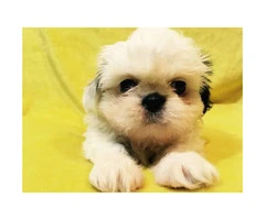 5 Pure Breed Shih tzu Puppies available - 11