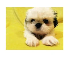 5 Pure Breed Shih tzu Puppies available - 12