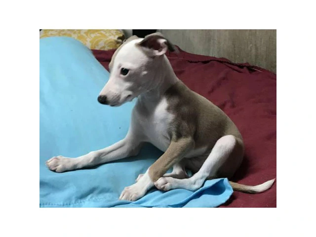 Italian greyhound puppy for sale - 1/7